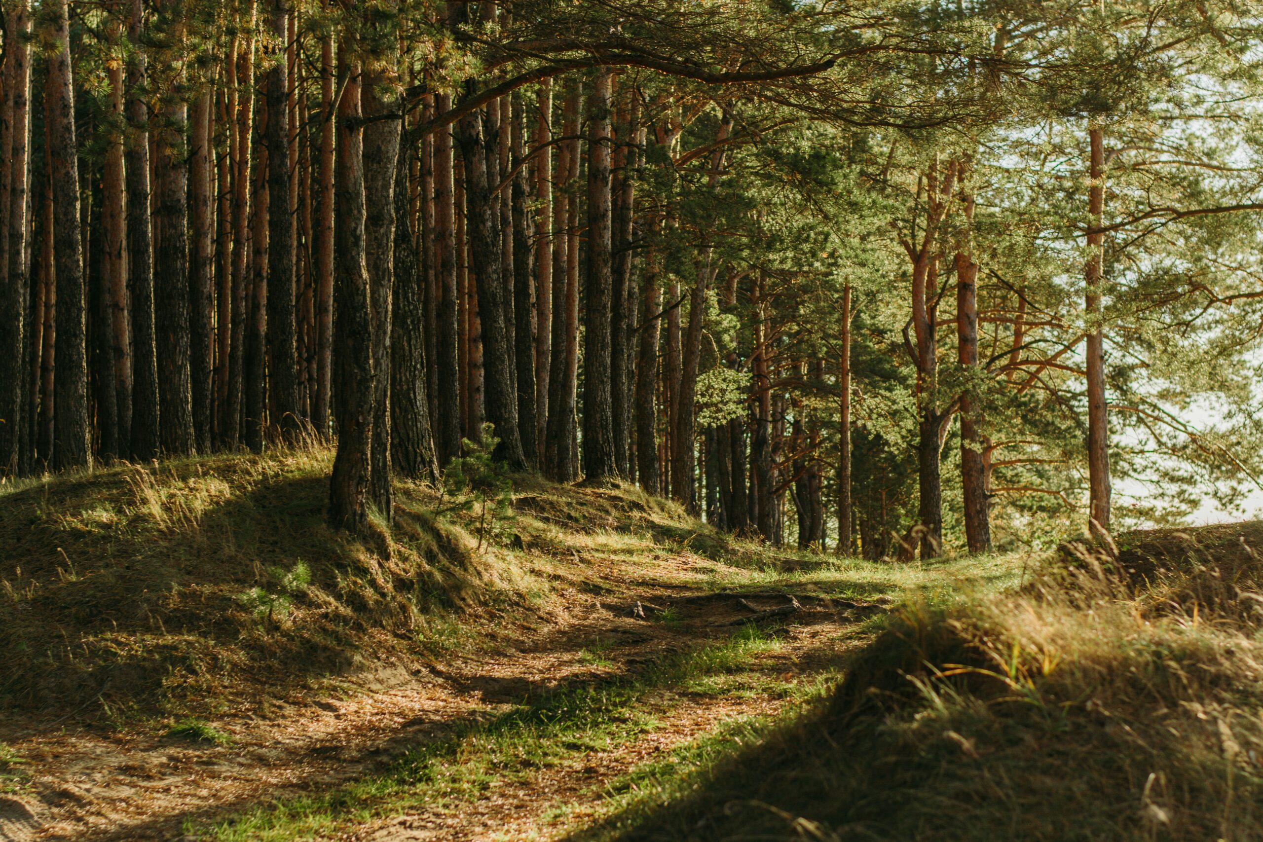 Importante tavolo di confronto su Piani di Gestione e Regolamento Forestale