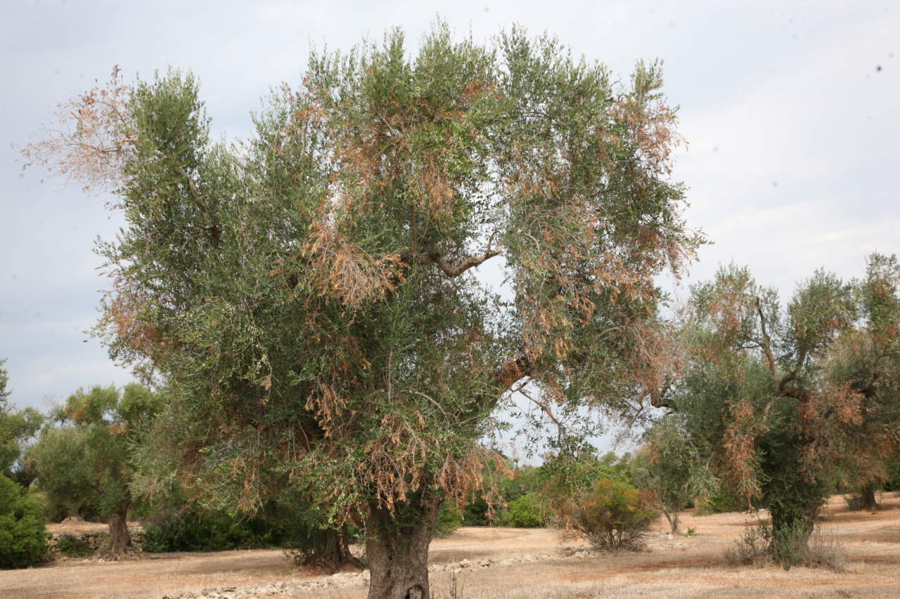 Xylella a Taurianova: scienza, tempestività e responsabilità per difendere l’olivicoltura calabrese